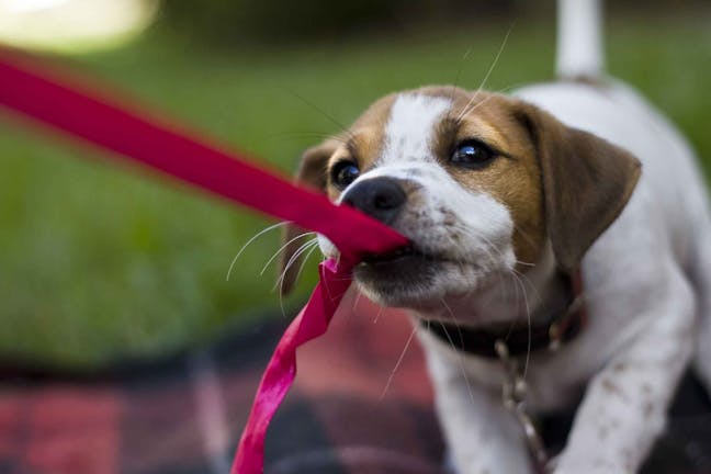 How to Train Your Dog to Play Tug of War