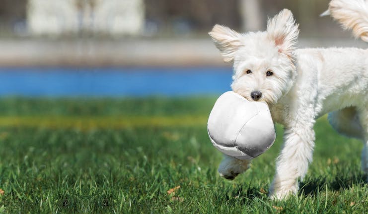 How to Train Your Dog to Play Volleyball