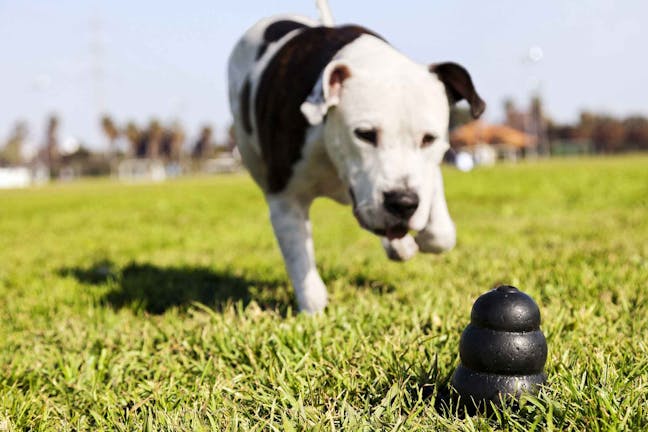 How to Train Your Dog to Play With a Kong