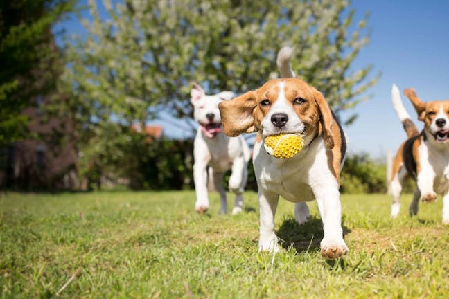 How to Train Your Dog to Play With Other Dogs