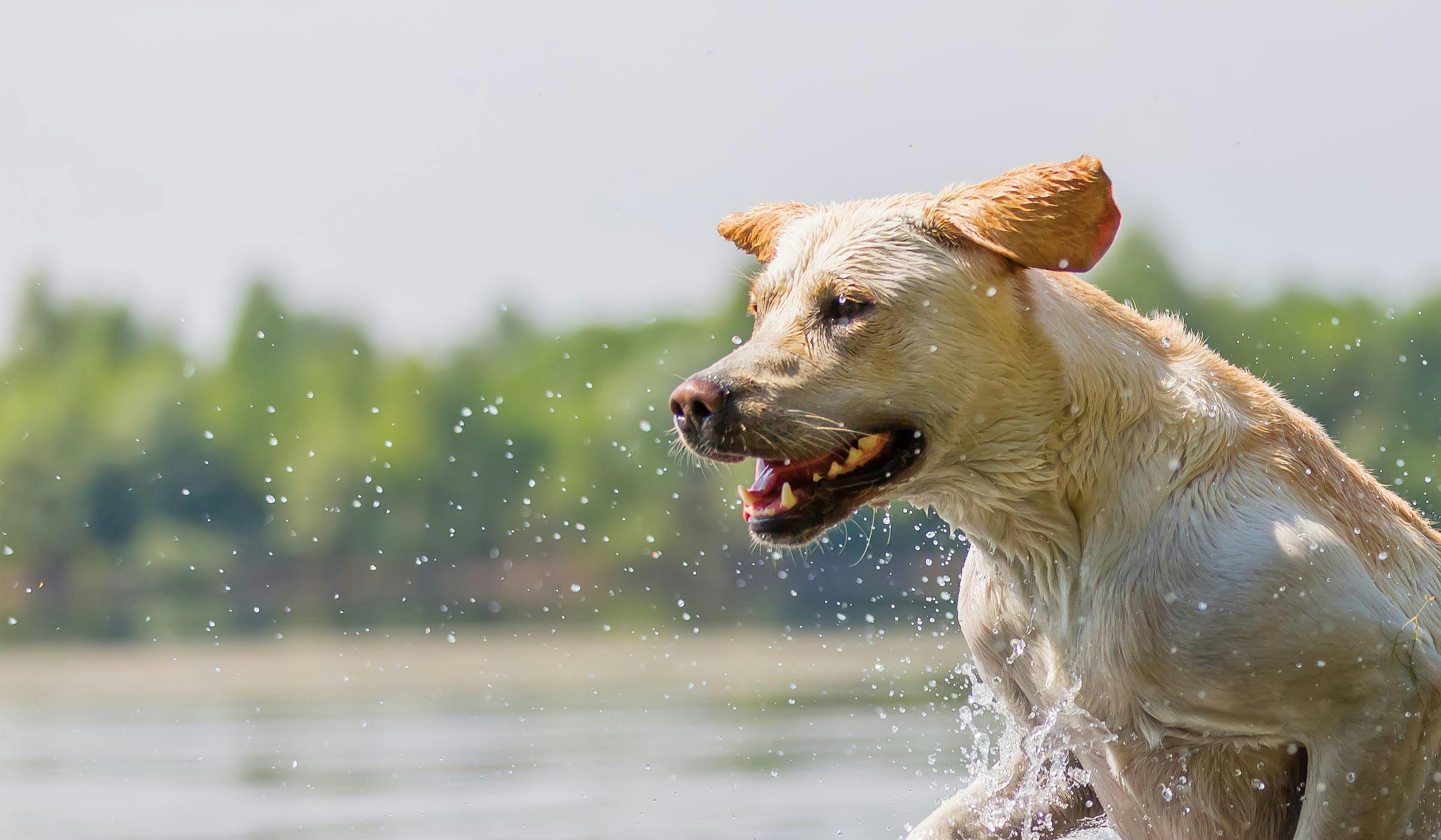 How to Train Your Small Dog to Play With Water | Wag!