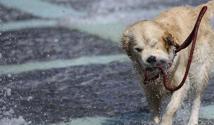 How to Train Your Dog to Play With Water