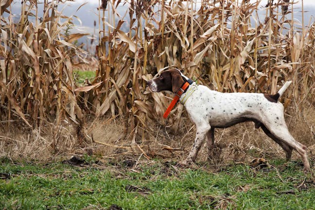 How to Train Your Gun Dog to Point