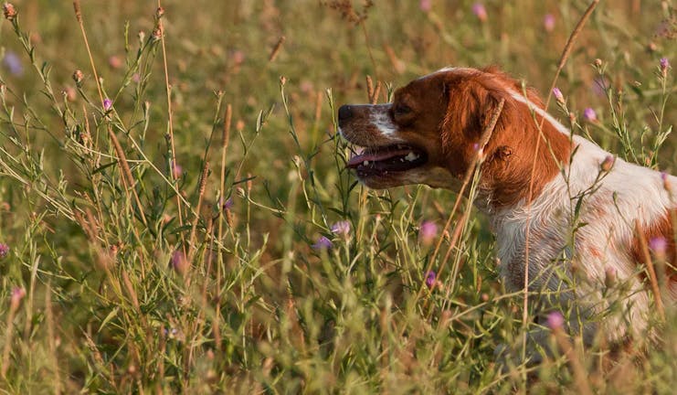 How to Train Your Brittany Dog to Point