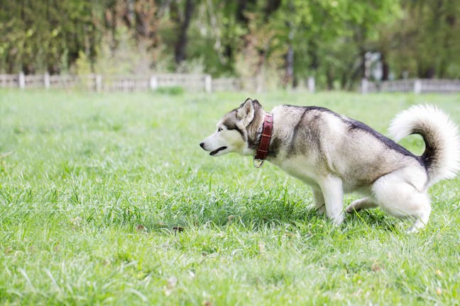 How to Train Your Dog to Poop in a Litter Box