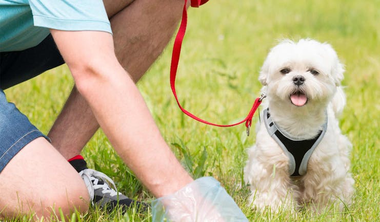 How to Train Your Older Dog to Poop in One Place