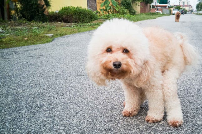 How to Train Your Dog to Poop on Concrete