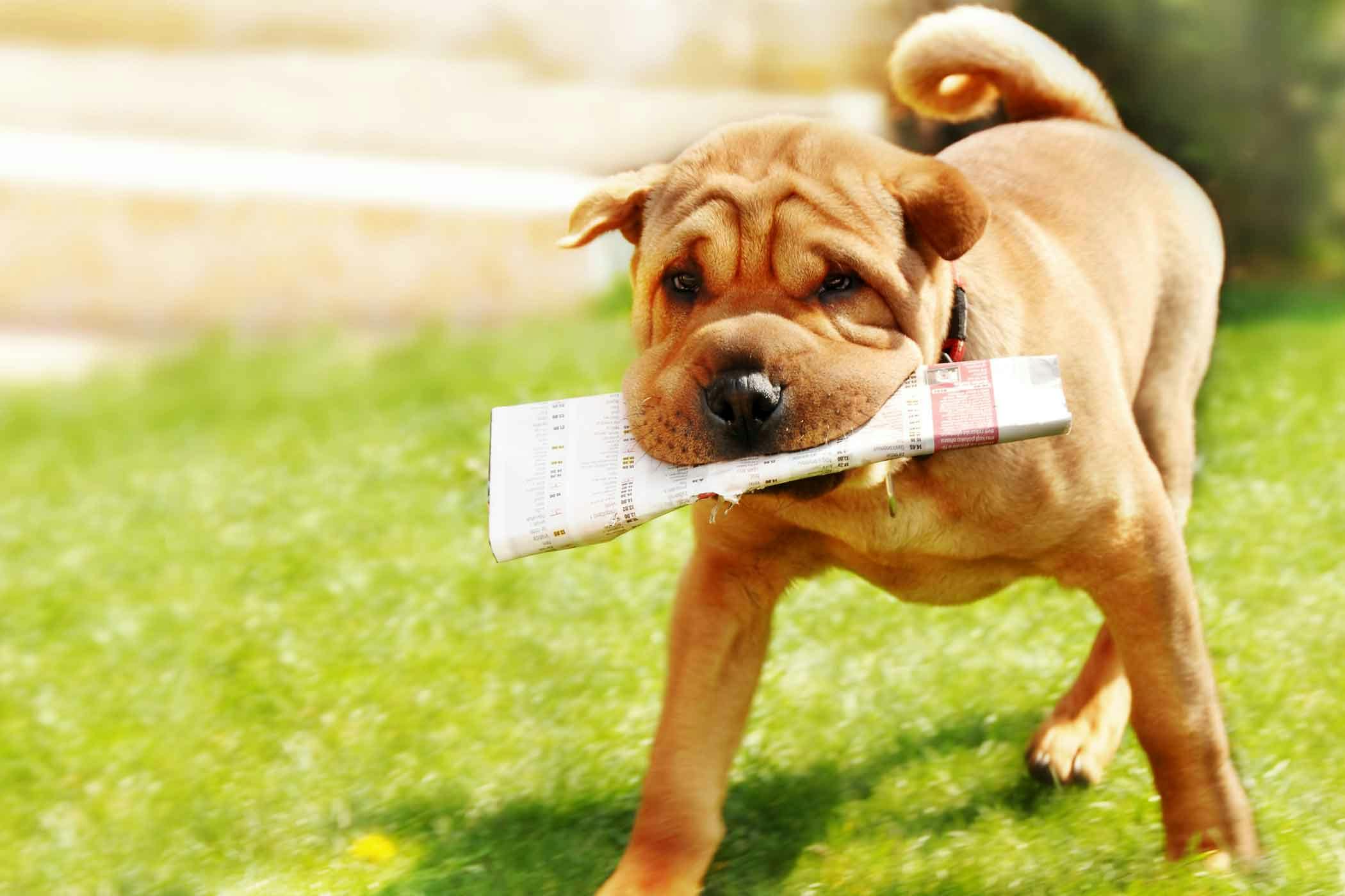 How to Train Your Dog to Poop on Newspaper | Wag!