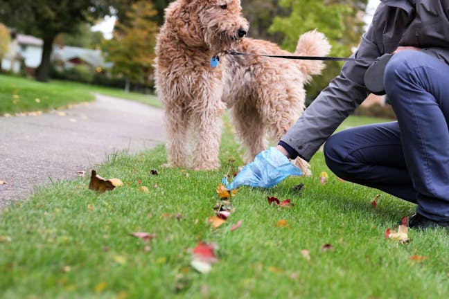 How to Train Your Rescue Dog to Poop Outside