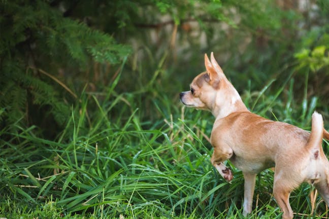 How to Train Your Chihuahua Dog to Poop Outside