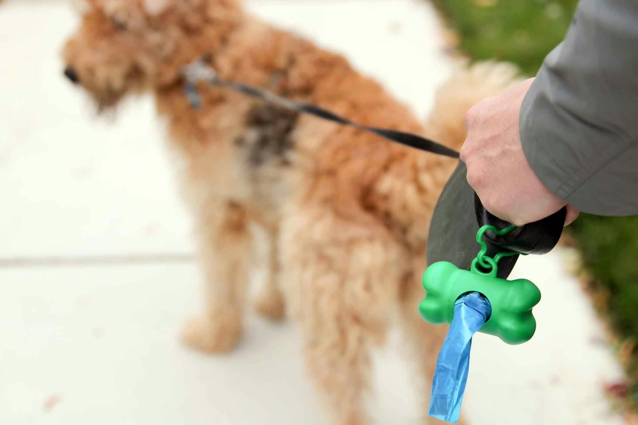 How to Train Your Dog to Poop While on Leash
