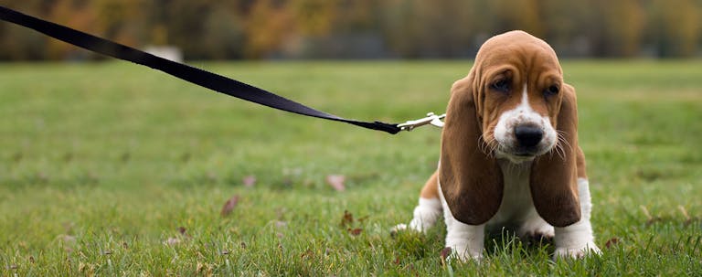 How to Potty Train a Basset Hound Puppy