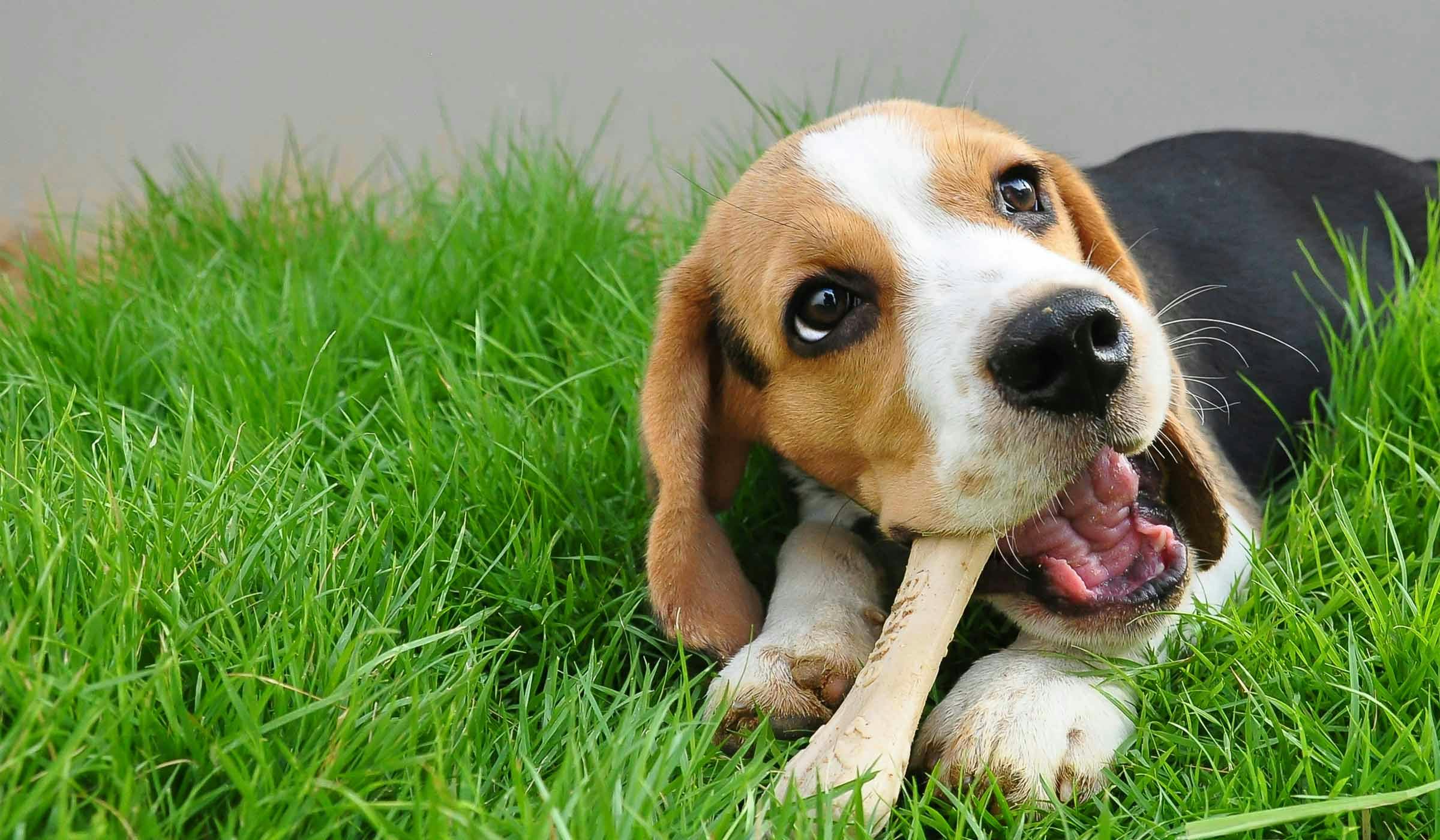 How to Potty Train a Beagle Puppy | Wag!