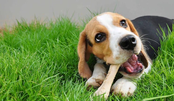 How to Potty Train a Beagle Puppy