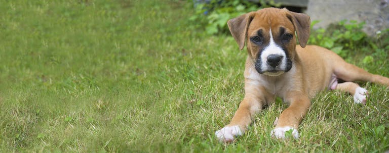 How to Potty Train a Boxer Puppy