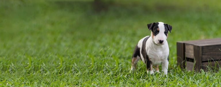 How to Potty Train a Bull Terrier Puppy