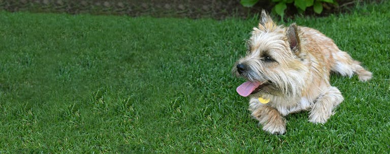How to Potty Train a Cairn Terrier Puppy