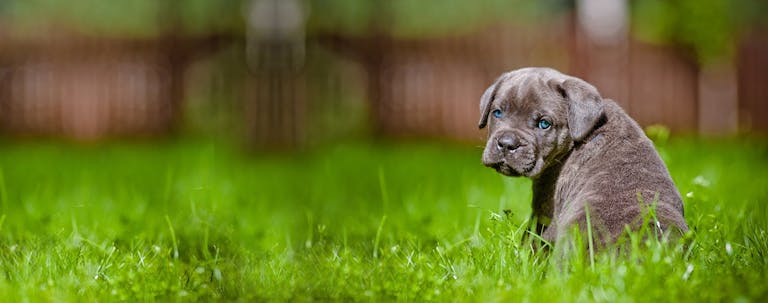 How to Potty Train a Cane Corso Puppy