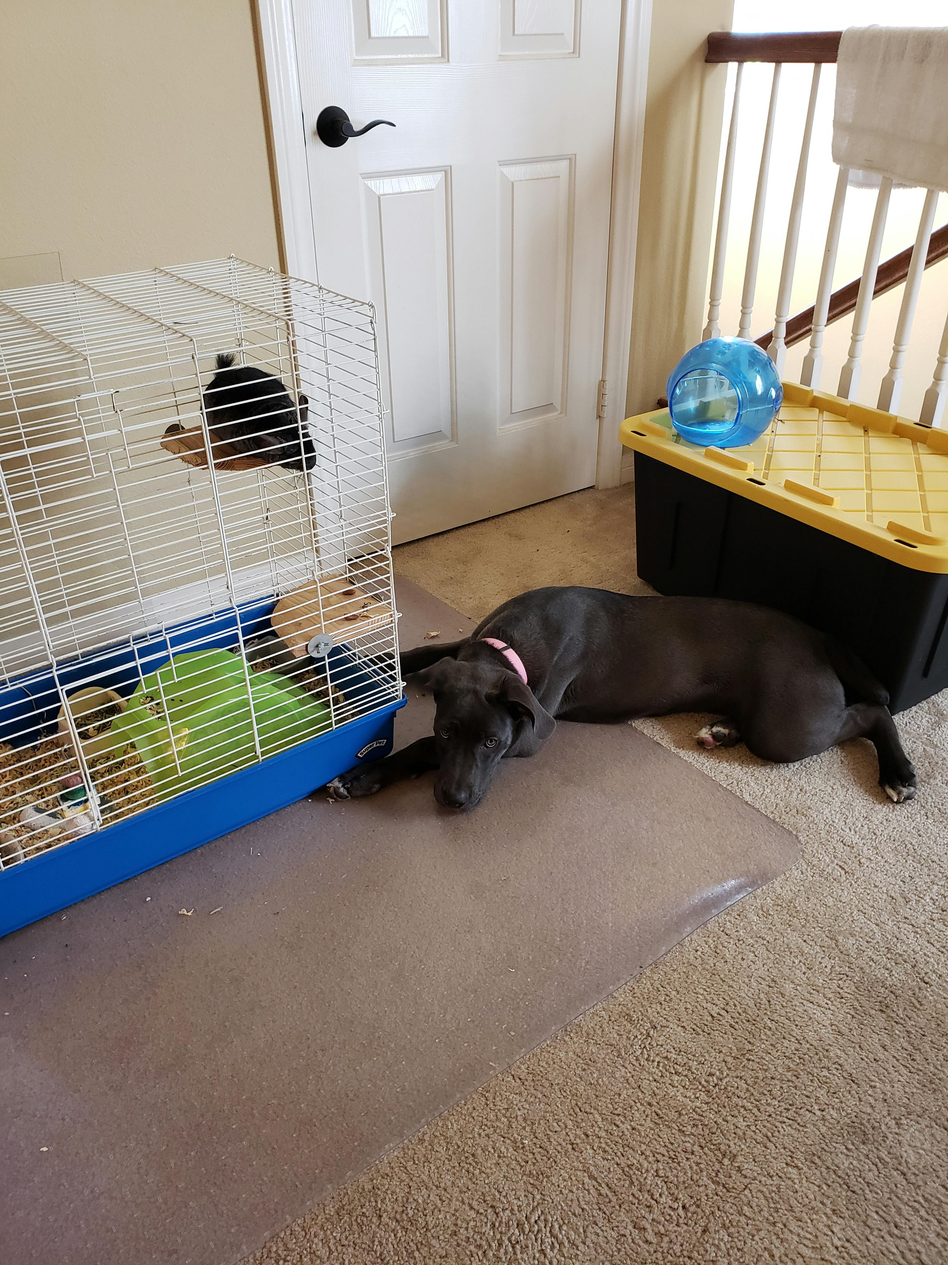 How To Potty Train A Cane Corso Puppy