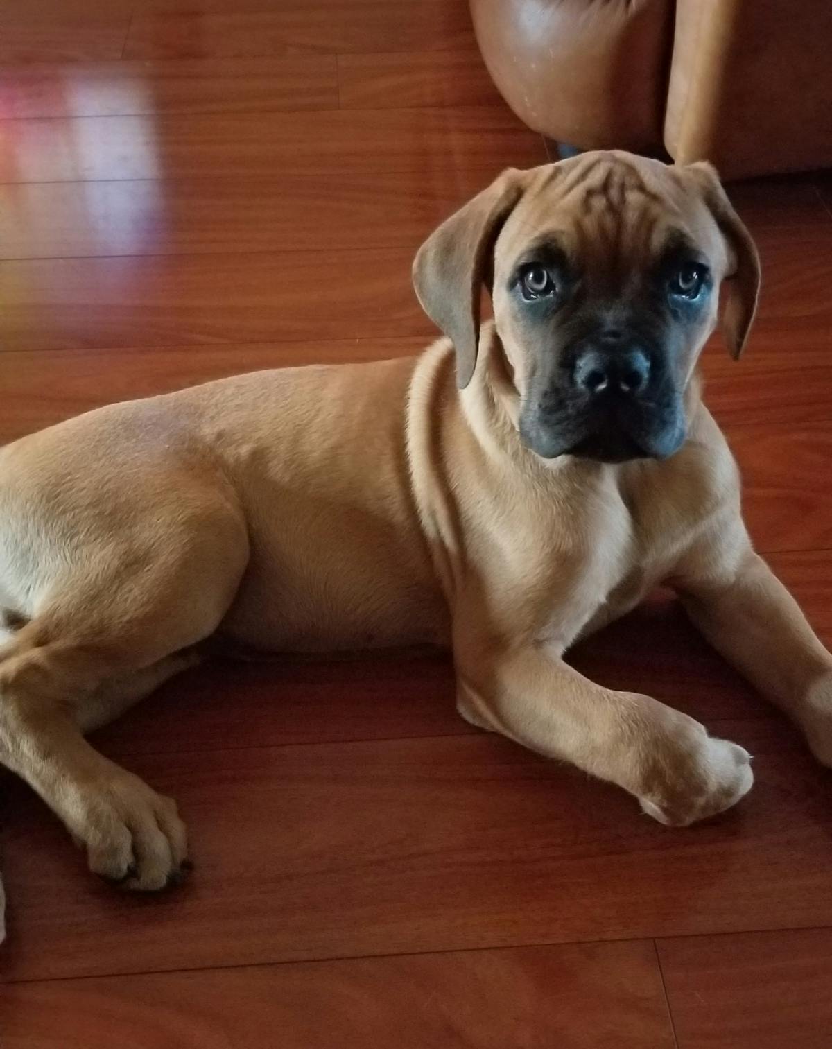 How To Potty Train A Cane Corso Puppy
