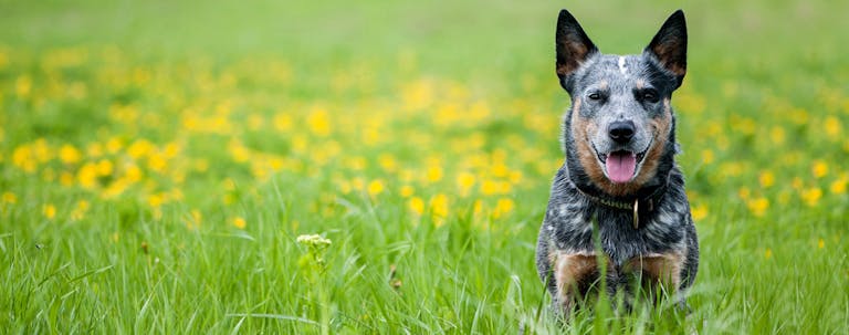 How to Potty Train a Cattle Dog