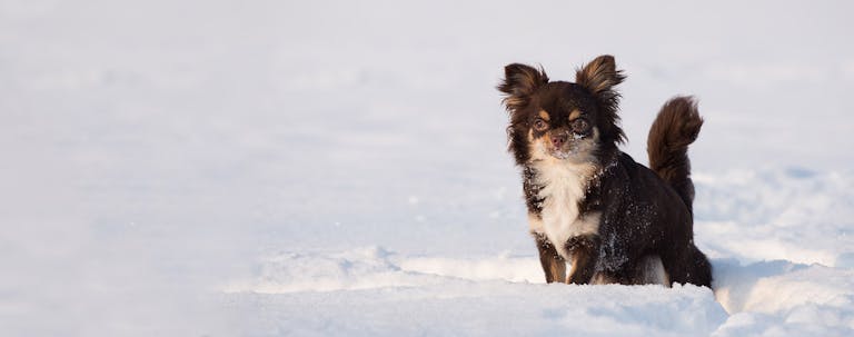 How to Potty Train a Chihuahua in the Winter