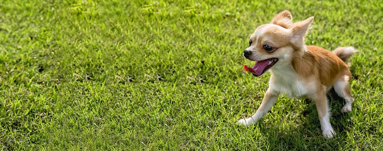 How to Potty Train a Chihuahua with Puppy Pads