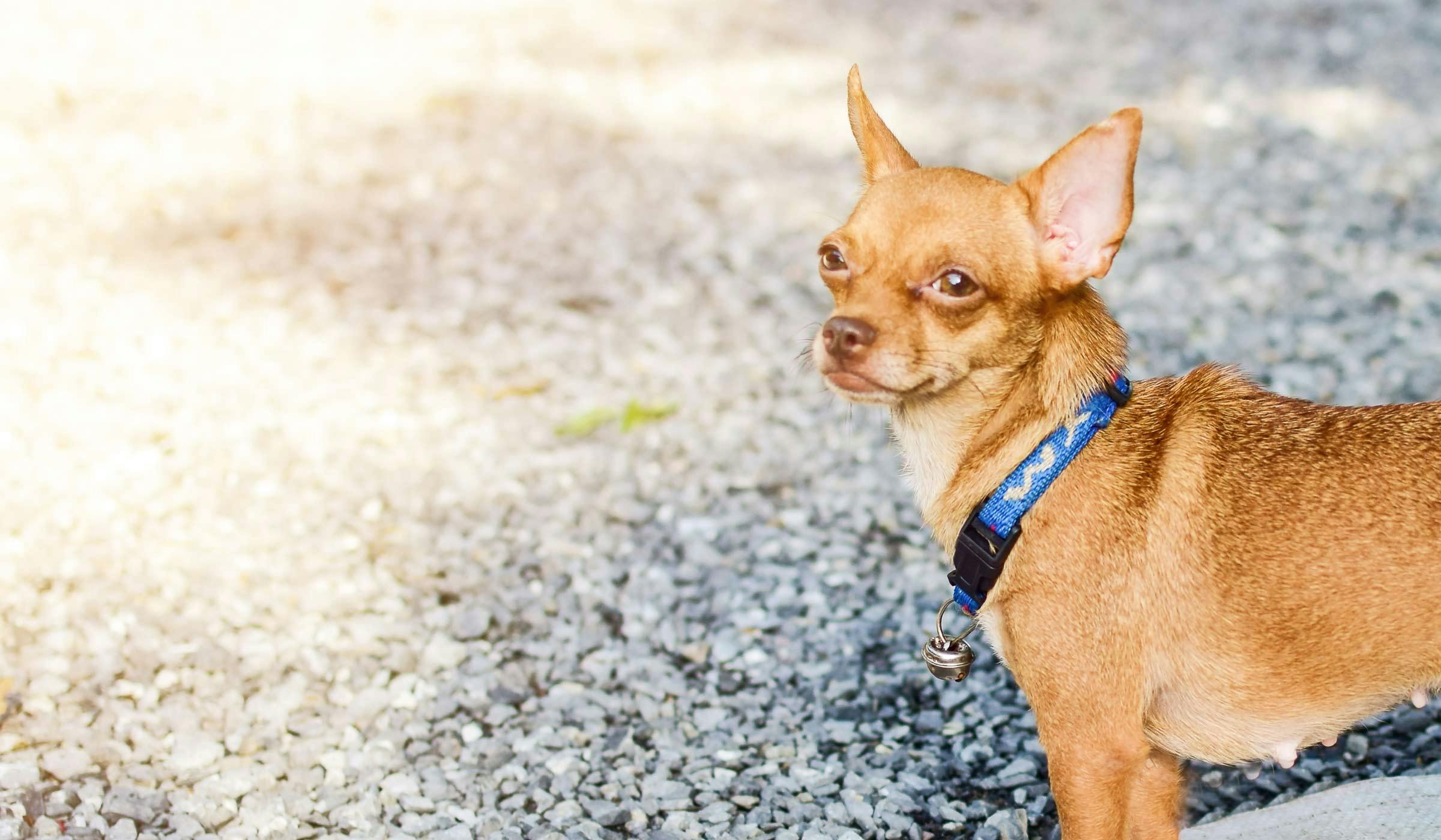How to Potty Train a Chihuahua Wag!