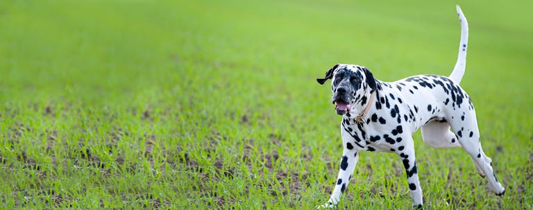 How to Potty Train a Dalmatian