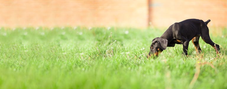 How to Potty Train a Doberman Puppy