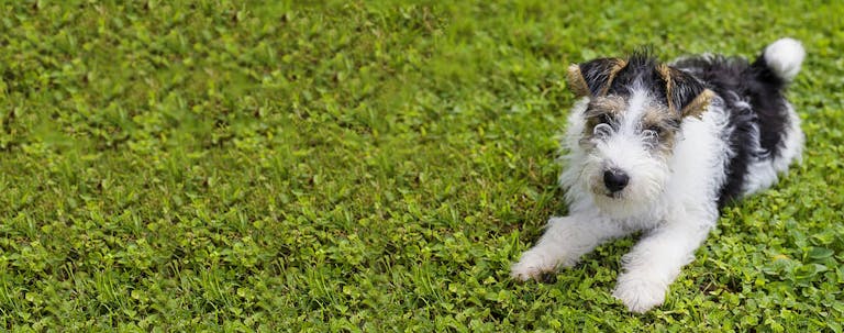 How to Potty Train a Fox Terrier