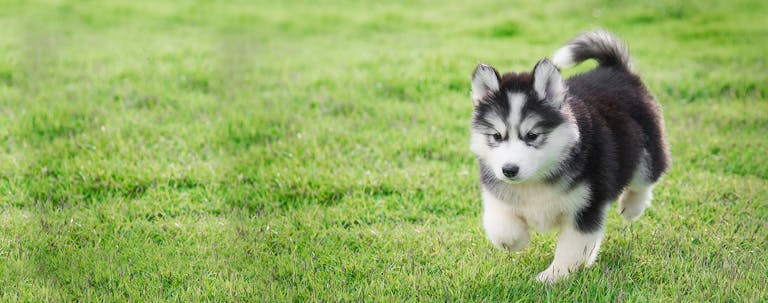 How to Potty Train a Husky Puppy