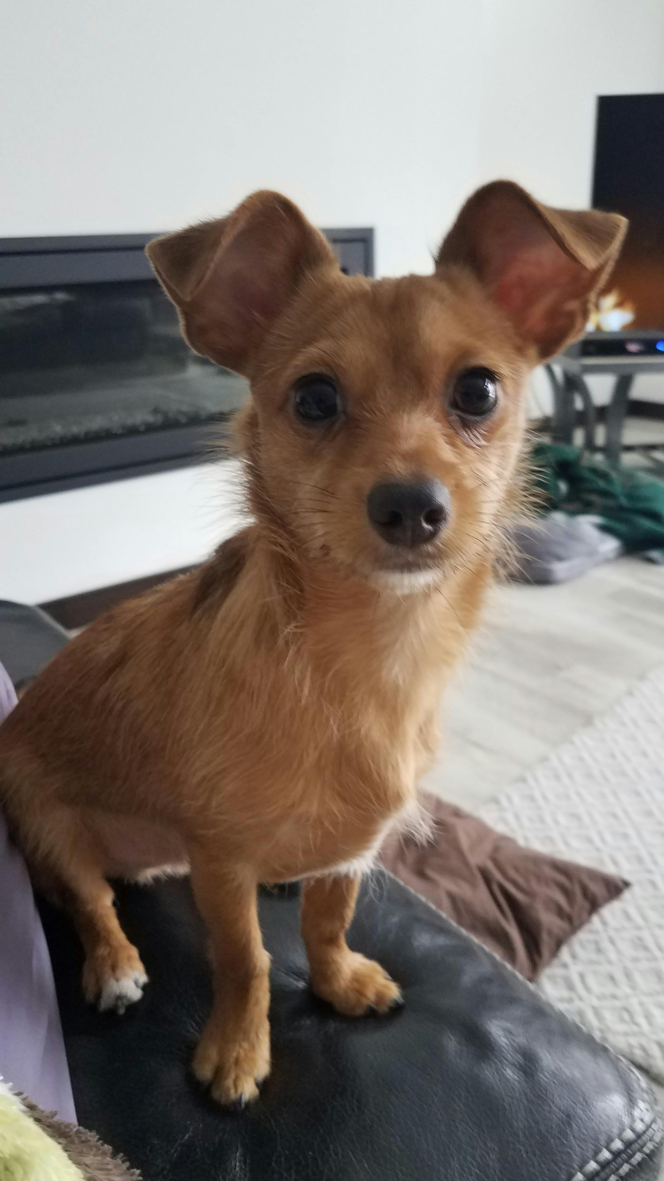 how to potty train a jack russell puppy