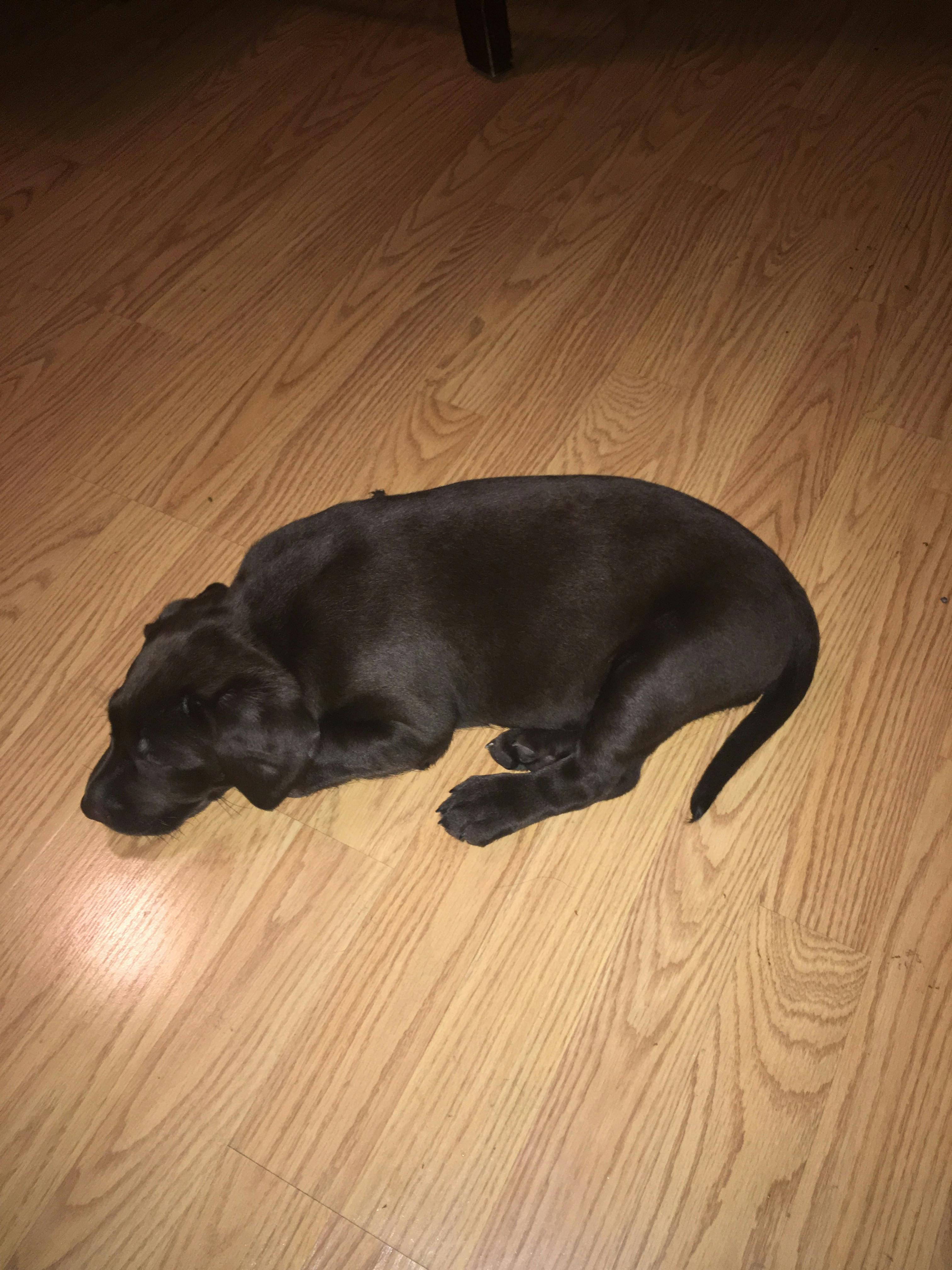 How To Potty Train A Labrador Retriever Puppy Wag