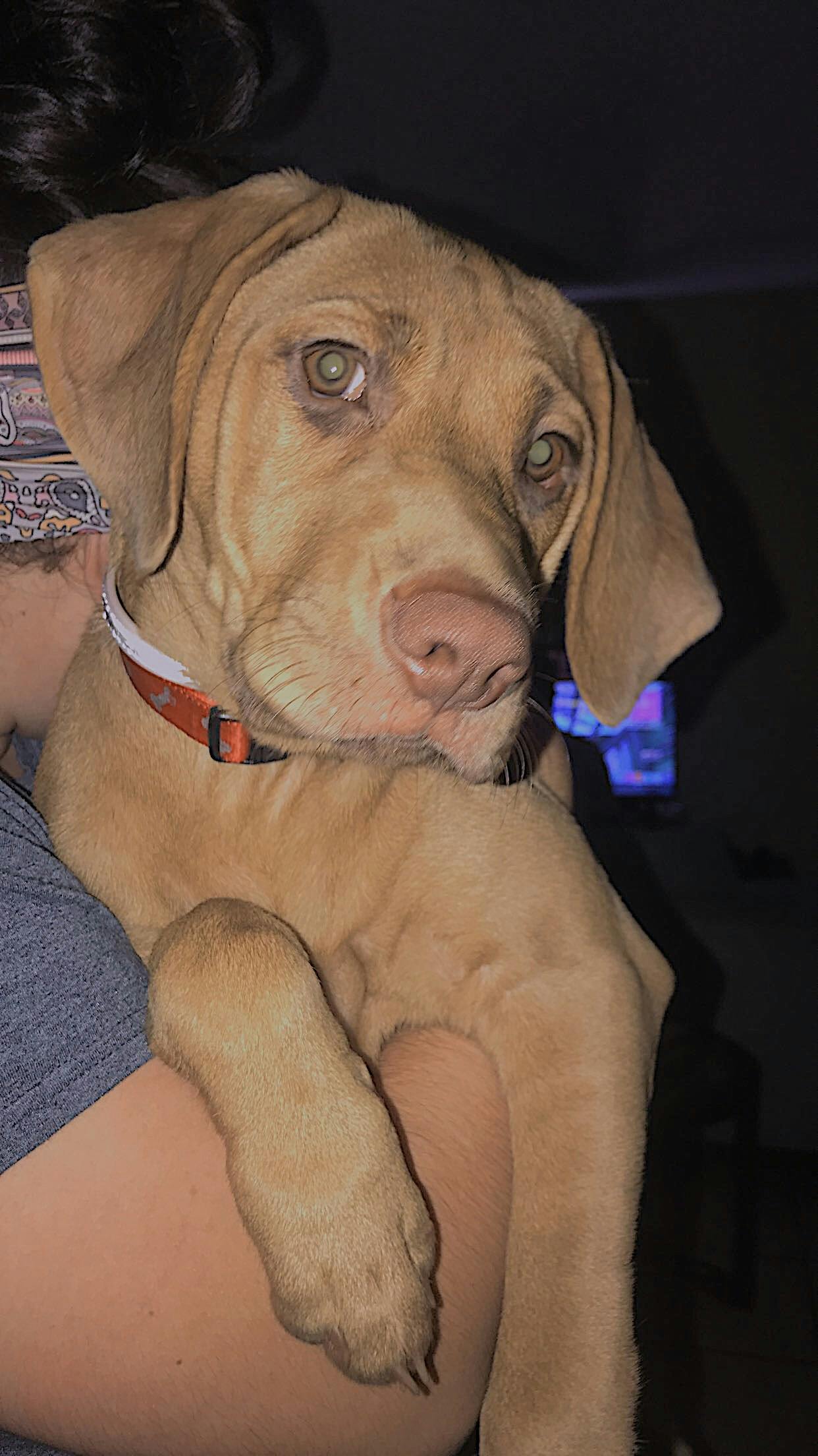 How To Potty Train A Labrador Retriever Puppy Wag