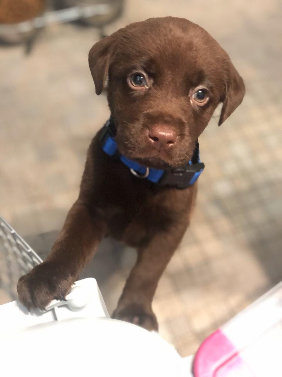 labrador retriever potty training