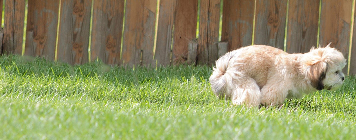 Lhasa apso sales potty training