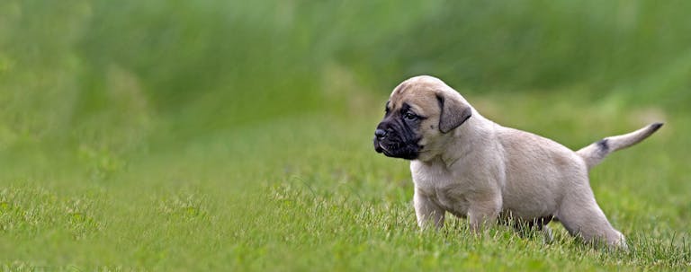 How to Potty Train a Mastiff Puppy