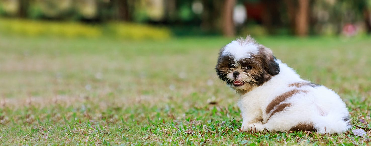 House training a shih best sale tzu puppy