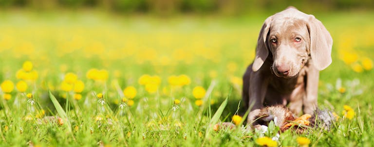 How to Potty Train a Weimaraner Puppy