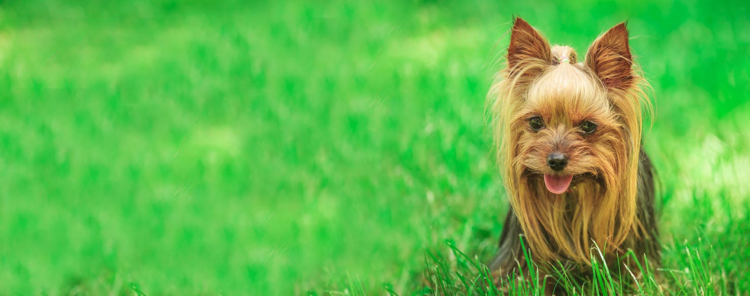 how to potty train a yorkshire terrier pets