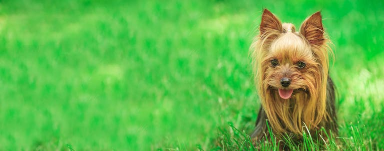 How to Potty Train a Yorkshire Terrier Puppy