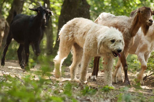 How to Train Your Dog to Protect Goats