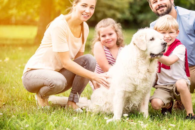 How to Train Your Dog to Protect Your Family