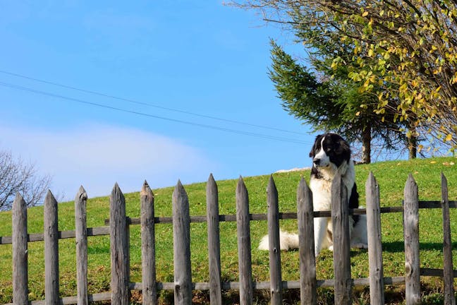 How to Train Your Dog to Protect Your Yard