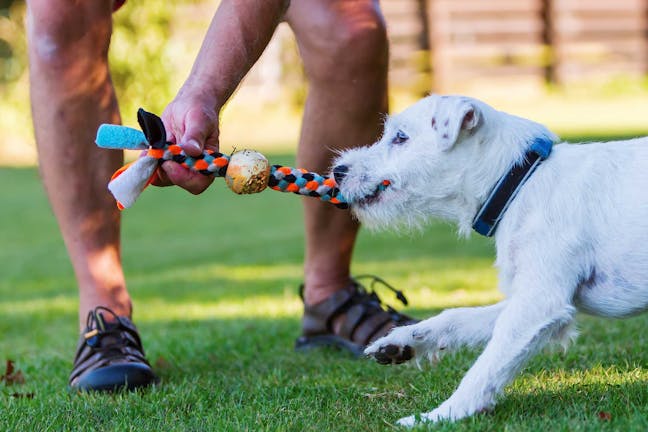 How to Train Your Dog to Pull a Rope