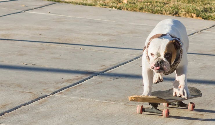 How to Train Your Dog to Pull a Skateboard