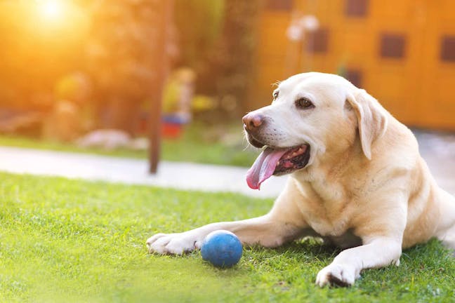 How to Train Your Dog to Push a Ball