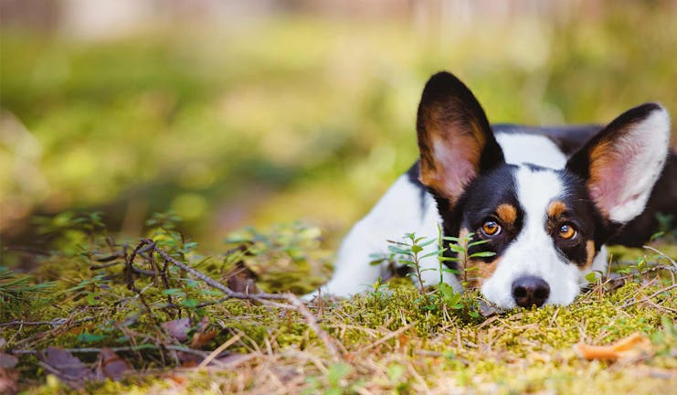 How to Train Your Dog to Put His Head Down