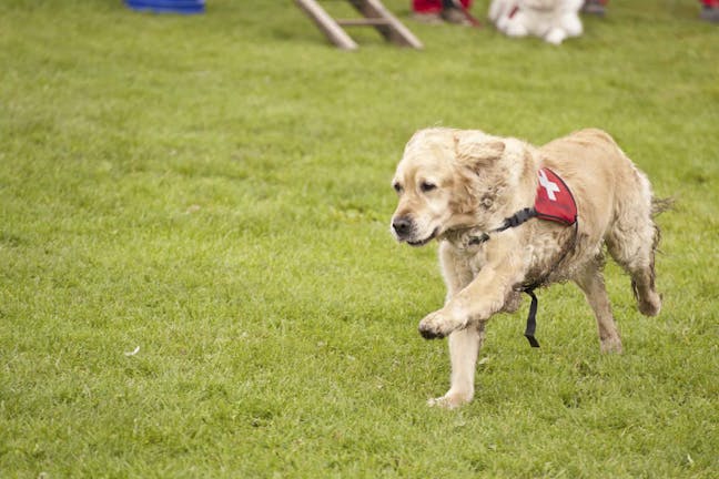 How to Train Your Dog to Rescue How to Train Your Dog to Rescue